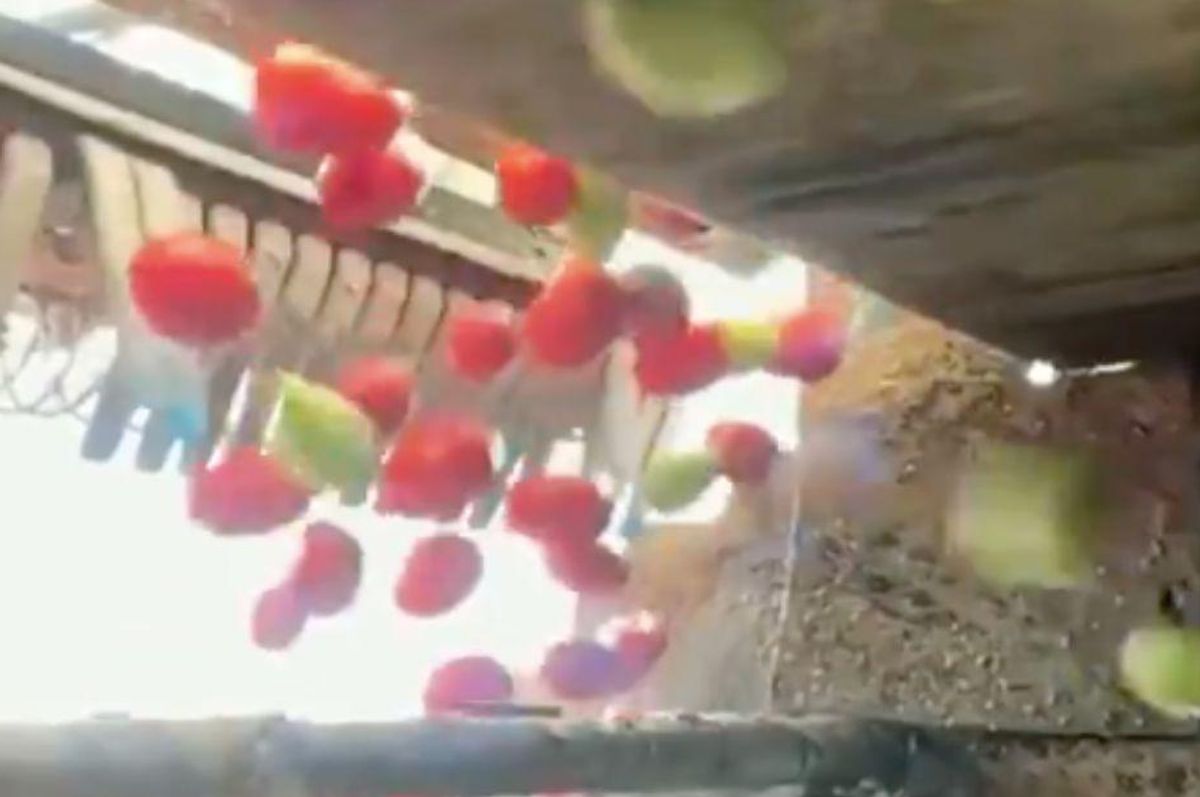 tomato sorting machine