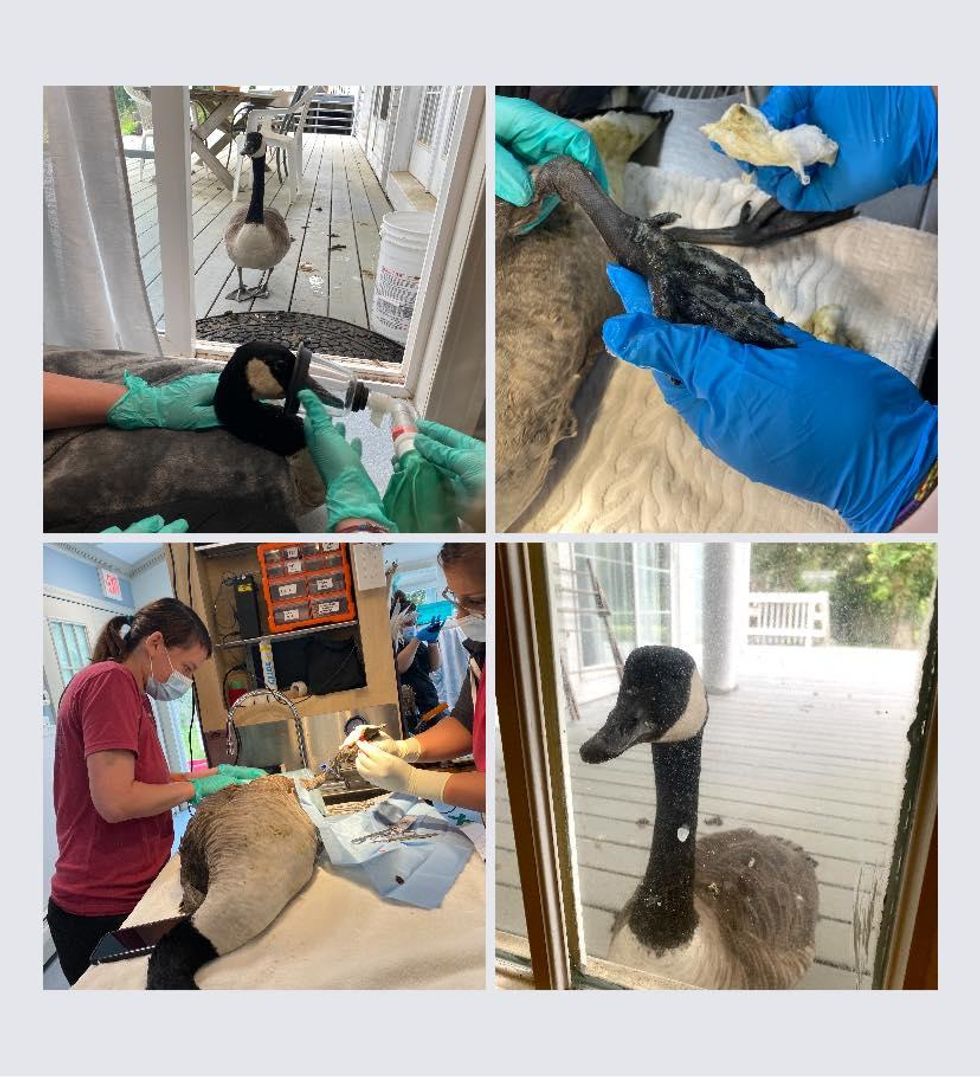 wild goose examined at animal hospital in four photos