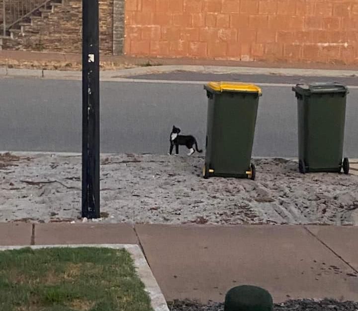 stray cat outdoor