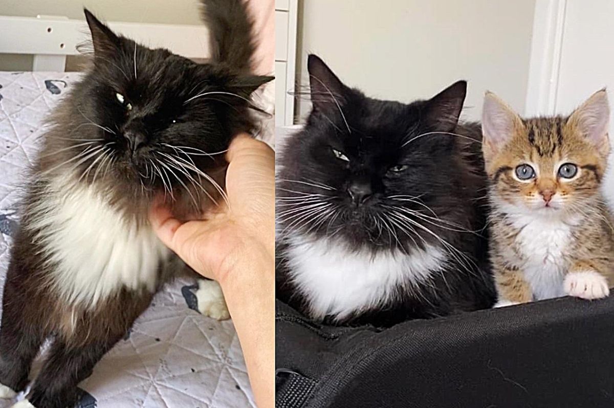Cat Who Wandered Outside for Over a Year, Now Has a New Purpose Being Indoors