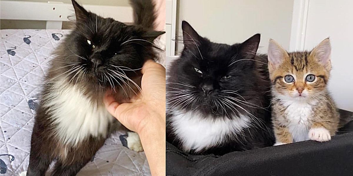 Cat Who Wandered Outside for Over a Year, Now Has a New Purpose Being ...