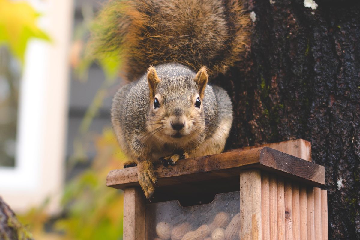 burglar; squirrel; pet squirrel; Idaho