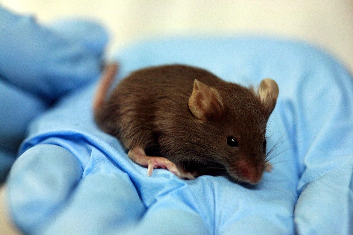 animal research, studies, gender bias, disease