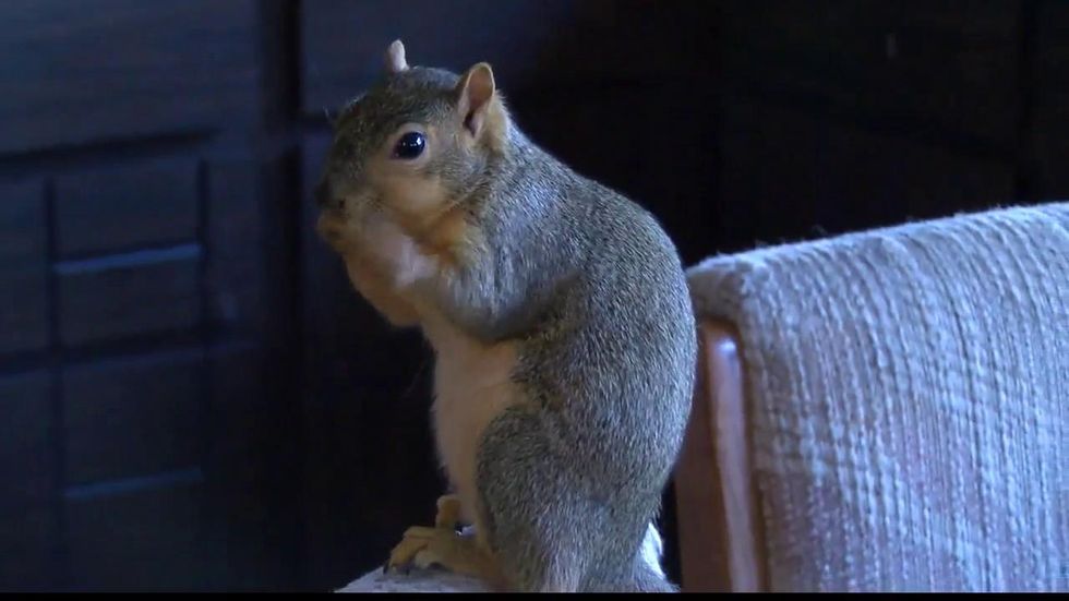 Why Watching a Squirrel Eating a Nut Is So Mesmerizing?