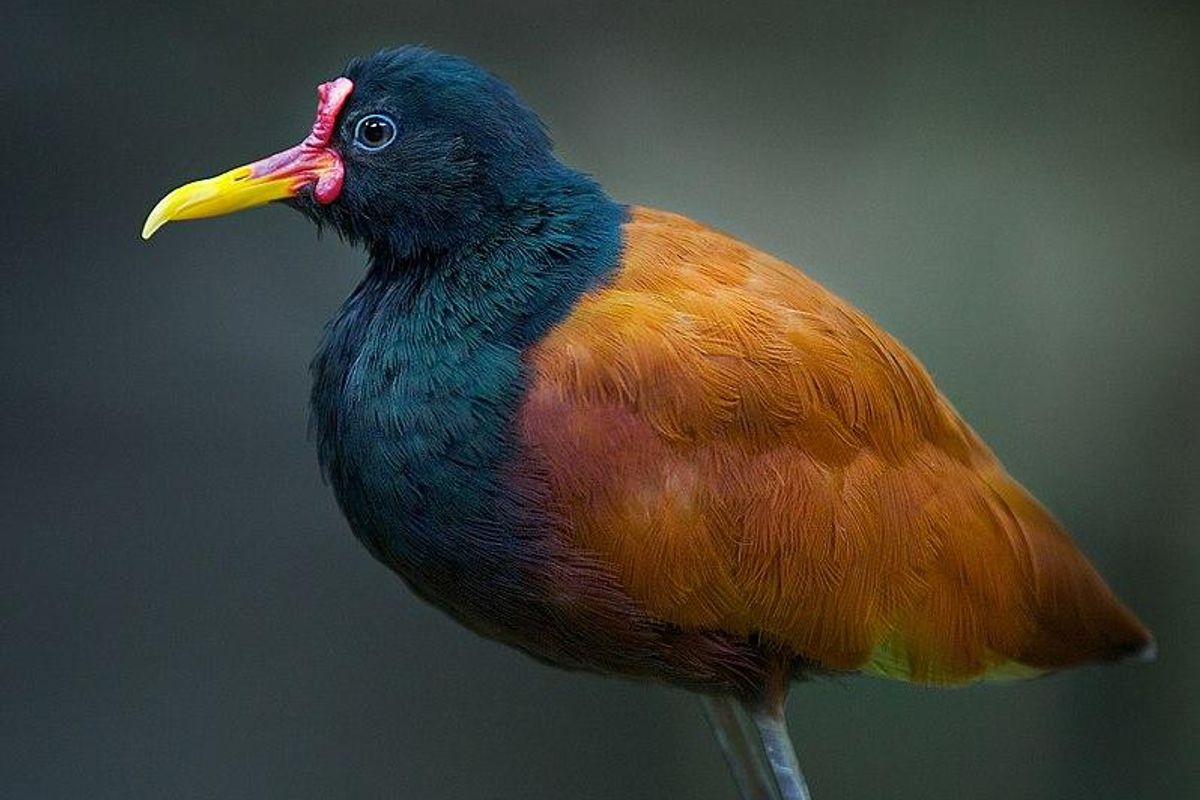 birds, science, nature, incubation