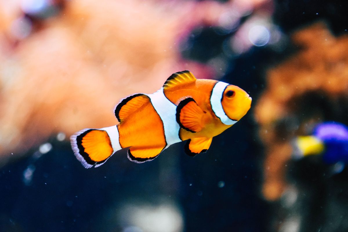 species, environment, reefs, fish