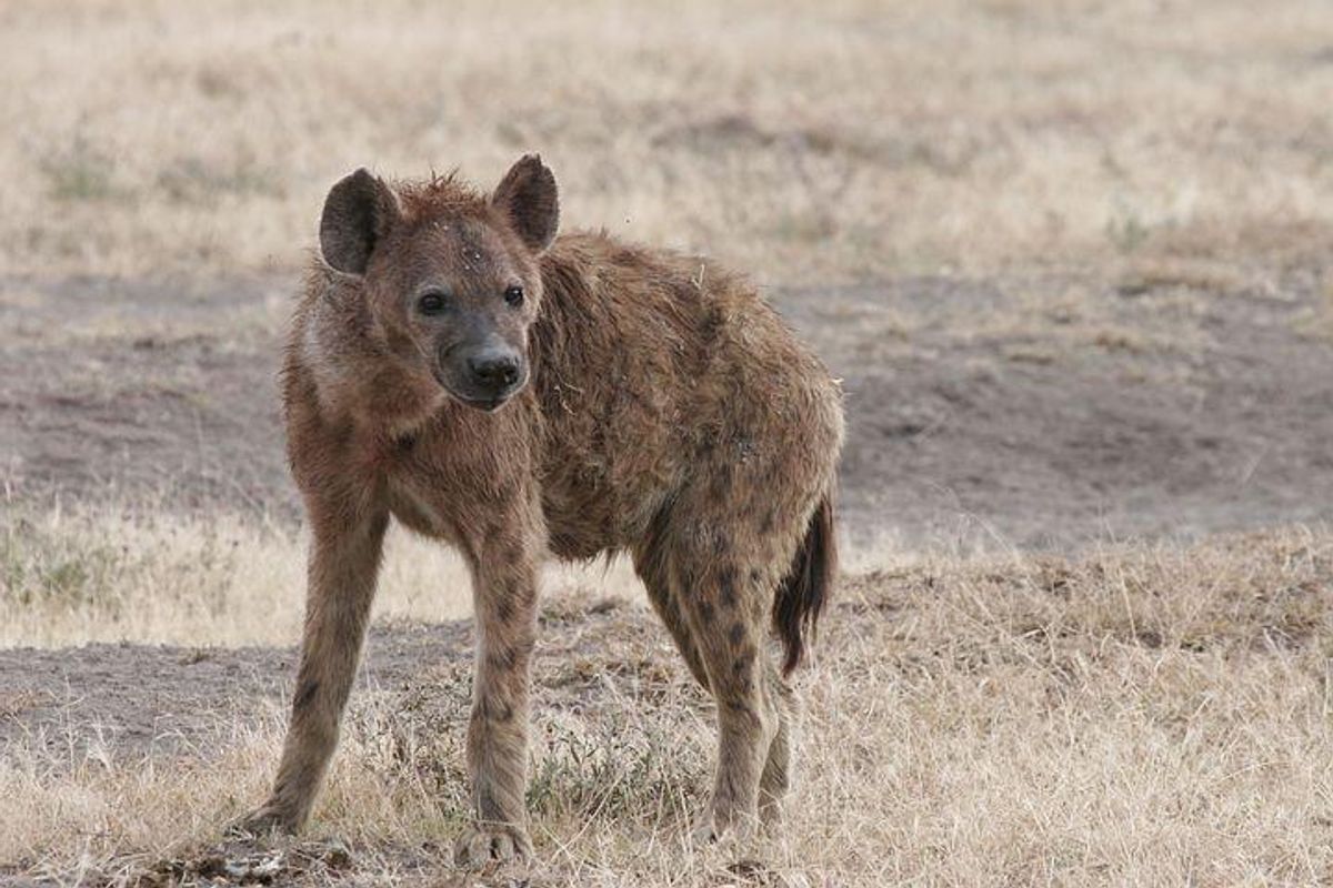 aggression, dominance, African plains, arid climates