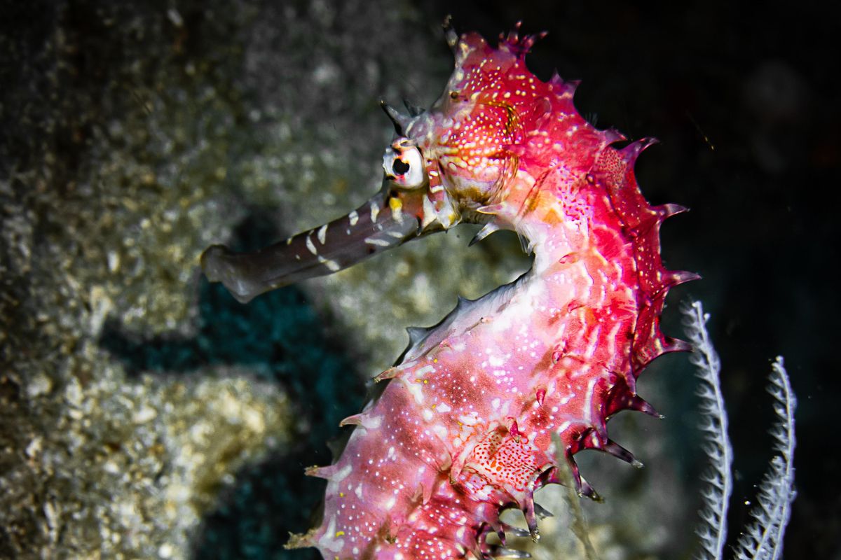 eggs, mating process, sea life, oceans