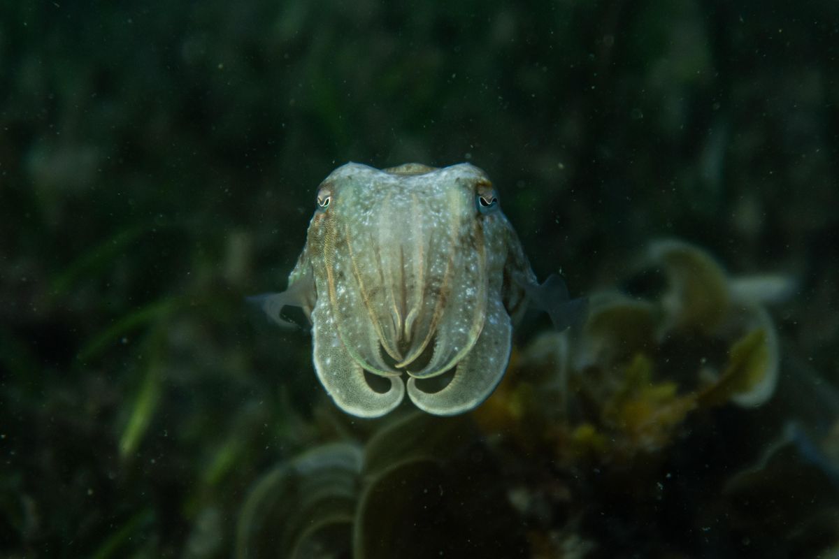 coloration, species rivalries, genetics, fish