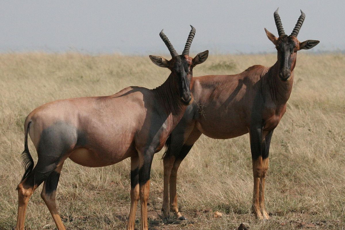 Africa, herd animals, promiscuity, food