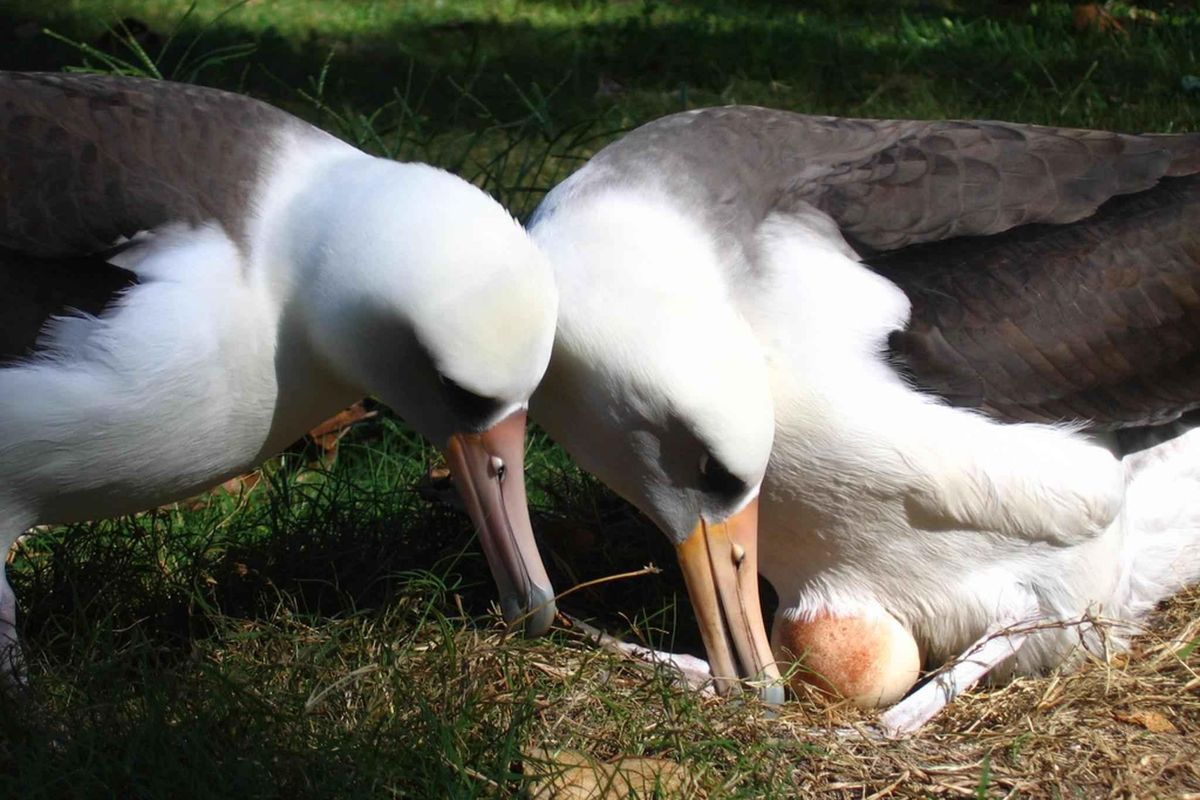 birds, mating, wildlife