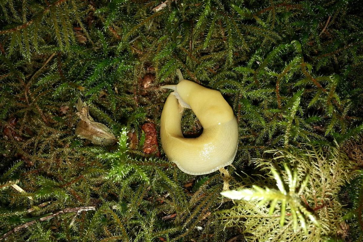 slugs, sex organs, horror