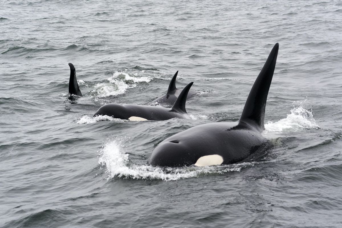 whales, pods, matriarchal, peers