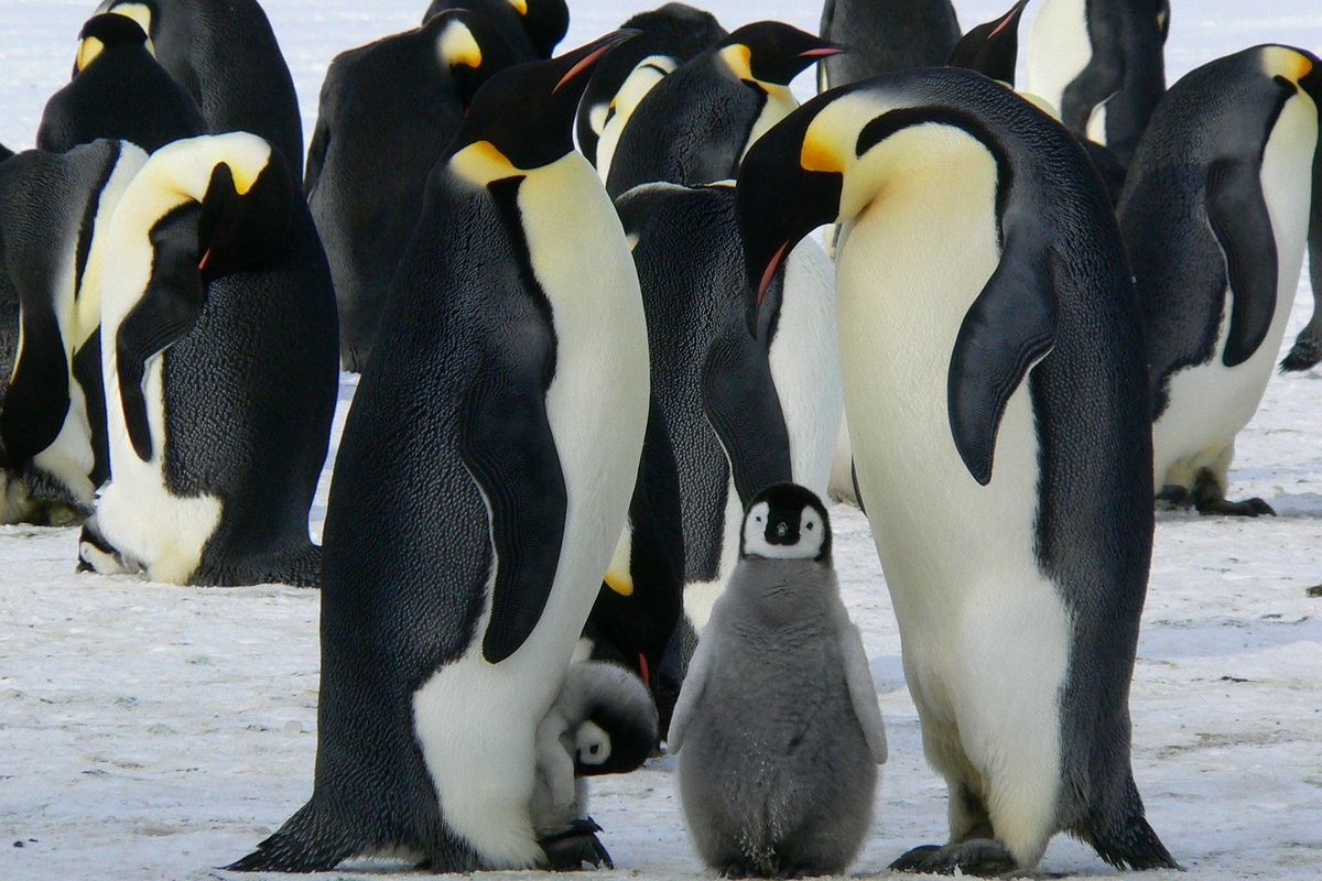 documentaries, Antartica, frozen tundra, trekking