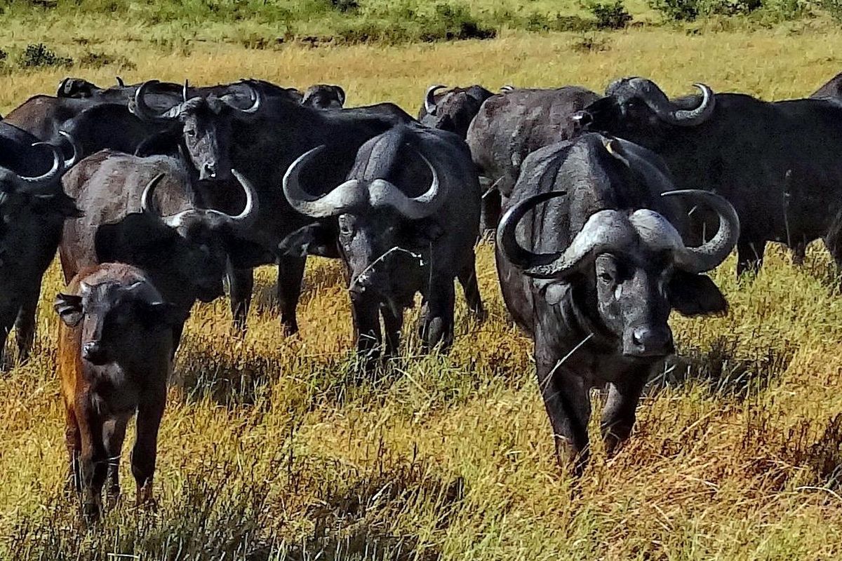 leadership, hierarchies, grazing, grasslands