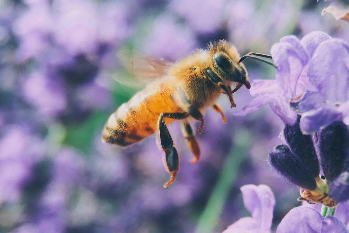 matriarchy, male drones, hive, honey