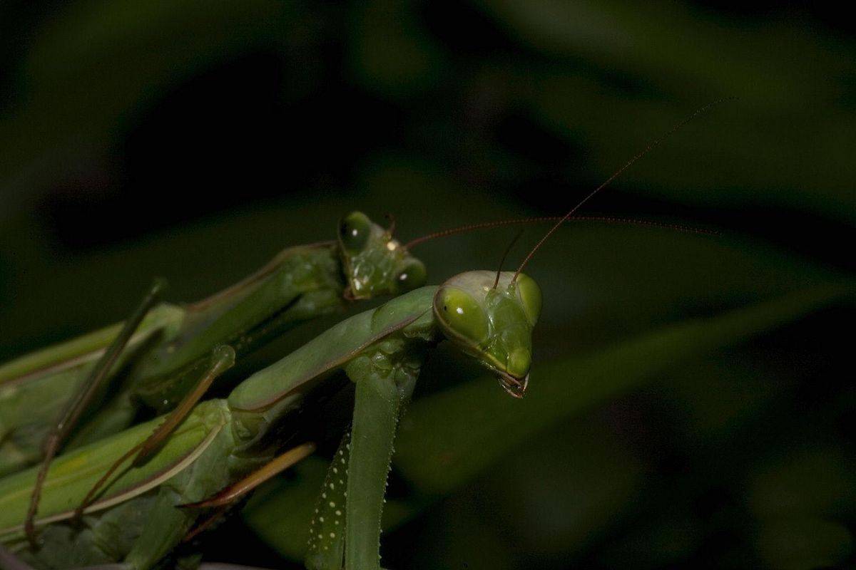 copulation, life cycle, insects, hunters