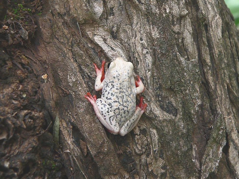 amphibians, forrest, frogs, reproduction