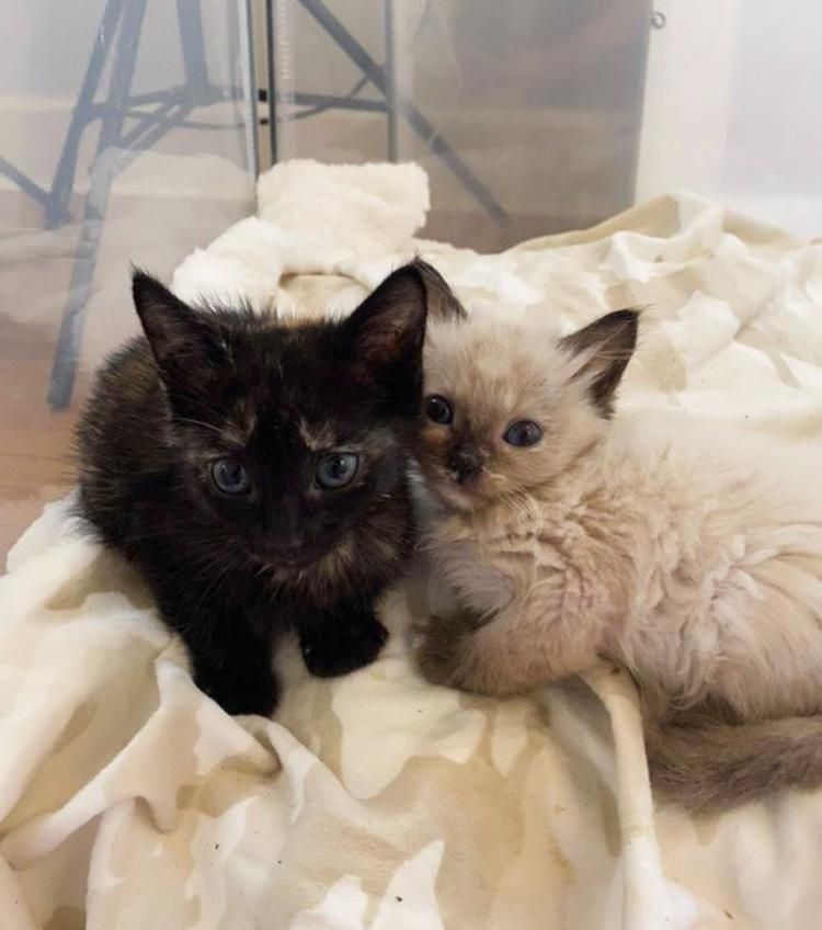 kitten siblings