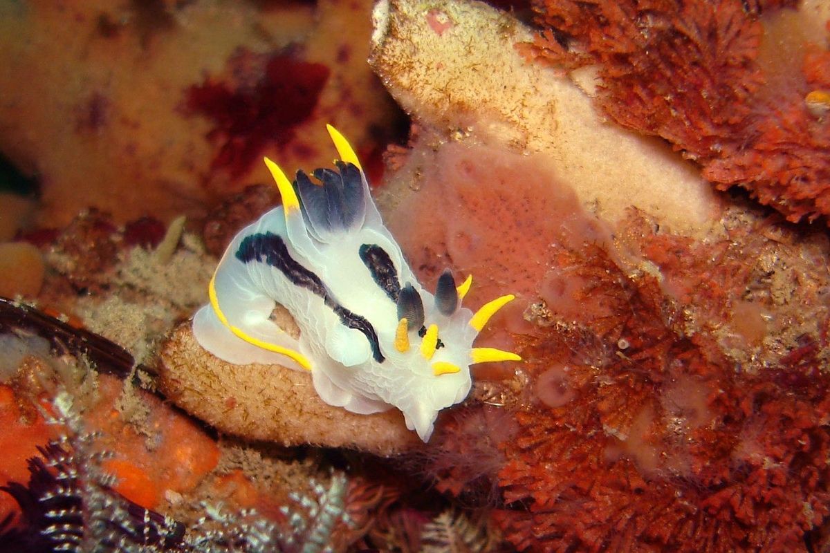 sea slugs, ocean, environment, discovery
