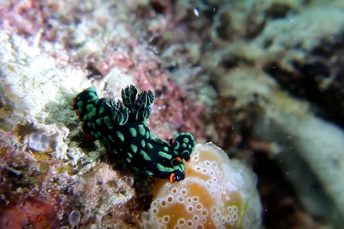 evolution, National Geographic, educational, biology