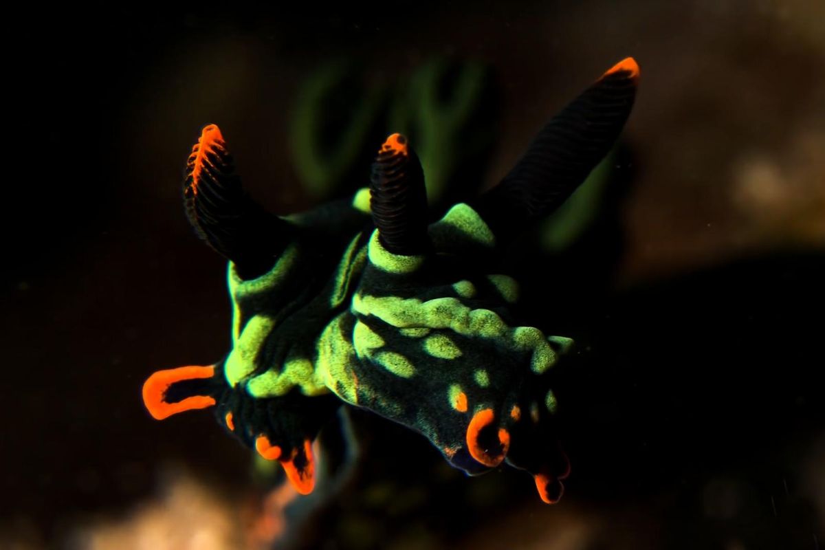 documentary, series, marine life, sea bed, coral reef