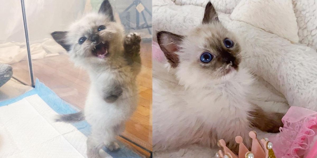 Kitten Has 3 Paws, Doesn't Let Anything Slow Her Down, Is Determined to
