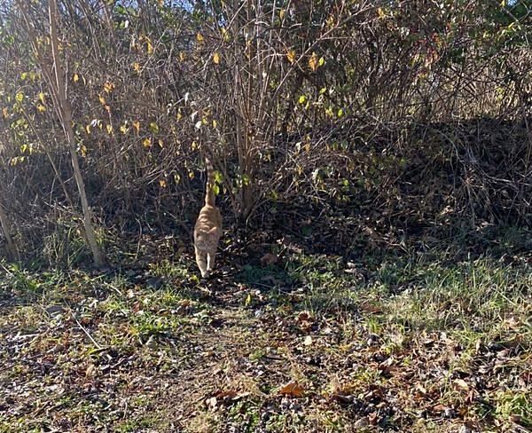 stray cat bushes