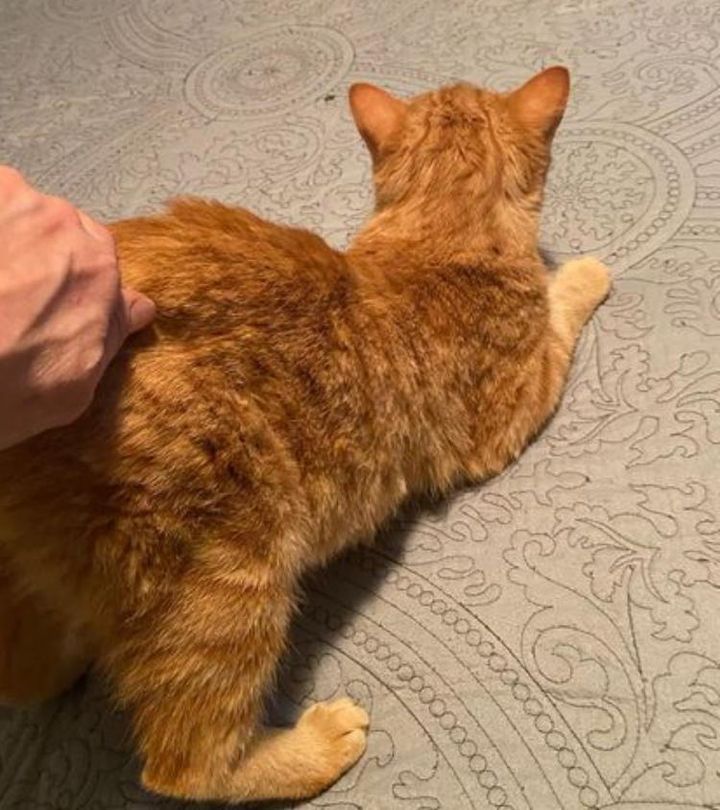happy orange tabby cat ollie
