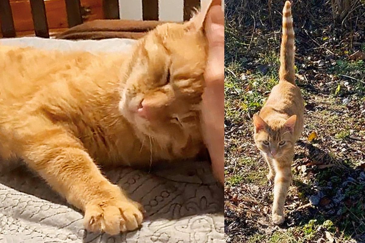 Stray Cat Walks Out from Bushes to Kind Person and Tells Her He's Ready to 'Go Home'
