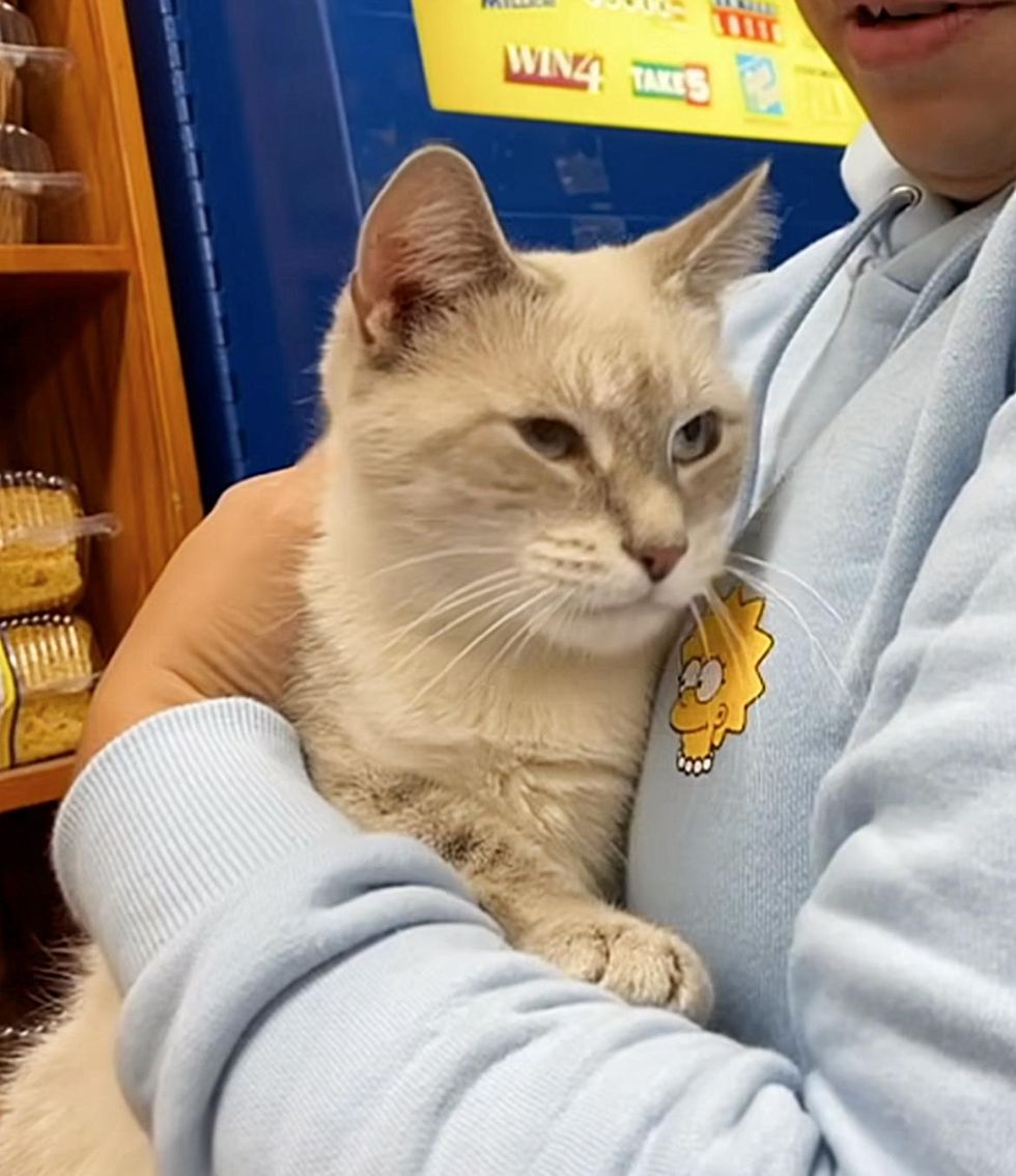 Cat Comes Home with Kind Person, Within 24 Hours, They Find Kittens