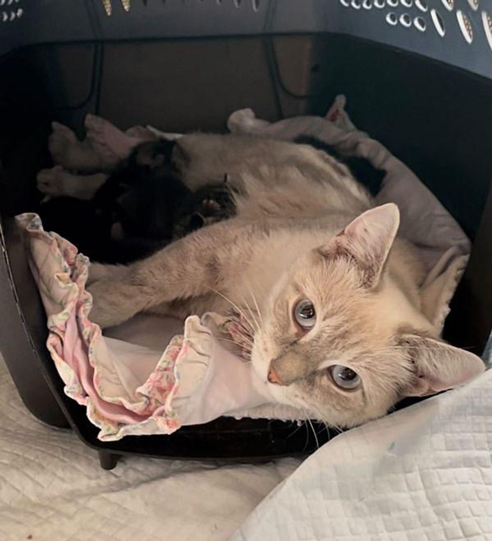 Cat Comes Home with Kind Person, Within 24 Hours, They Find Kittens