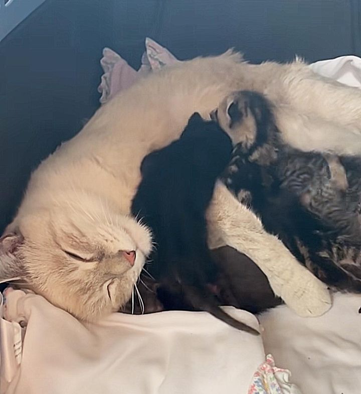 sweet cat mom kittens bella