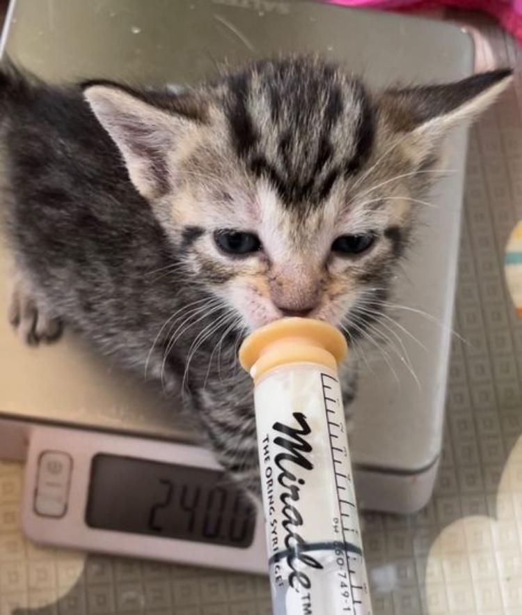 kitten supplmental feeding