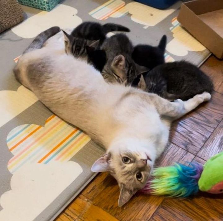 cat mom nursing kittens