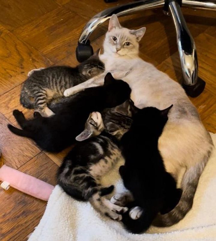 cat mom nursing kittens, bella cat