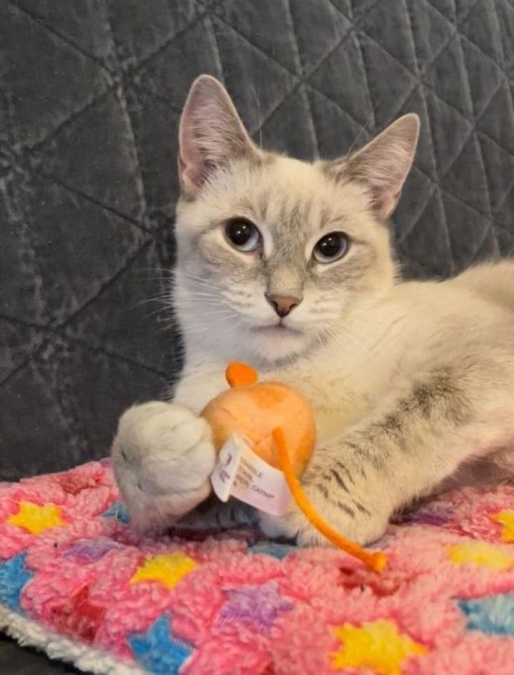 beautiful cat bella