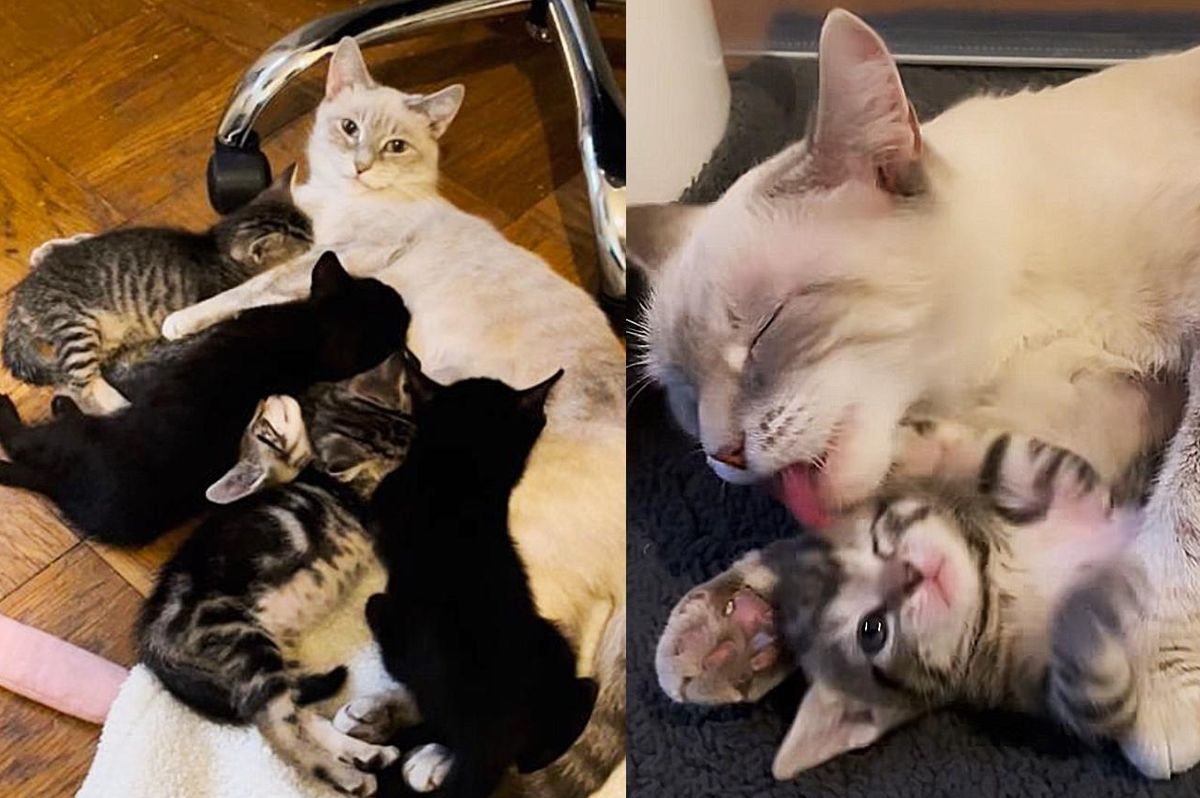 Cat Comes Home with Kind Person, Within 24 Hours, They Find Kittens Under Their Bed