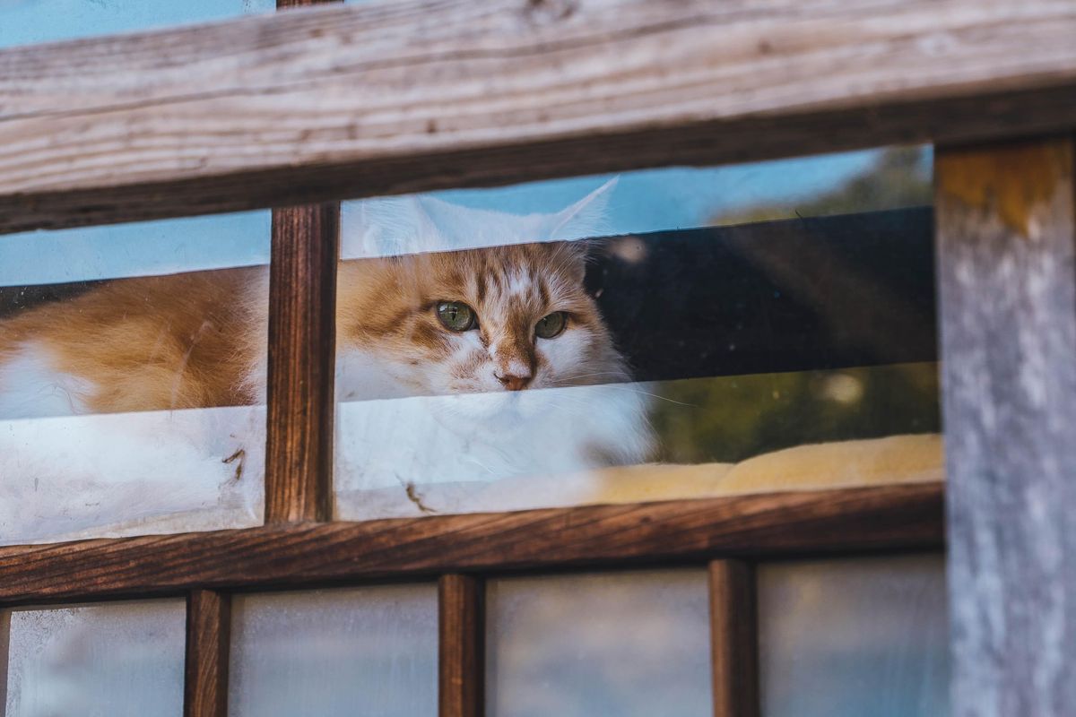 Stray, a video game with a feline hero, brings some benefits to real cats
