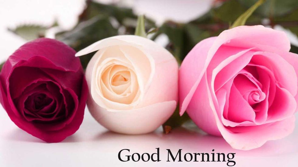 Flower Good Morning Images Wallpaper HD Download
