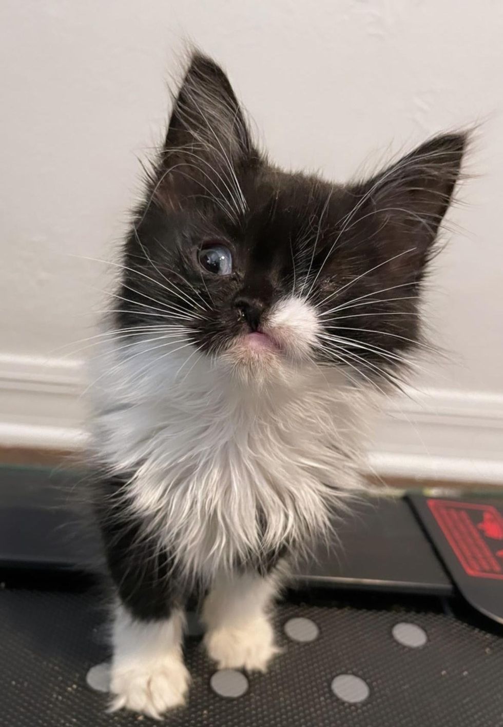 Kitten Runs Up Family's Driveway with a 'Wink' on Her Face and Asks to ...