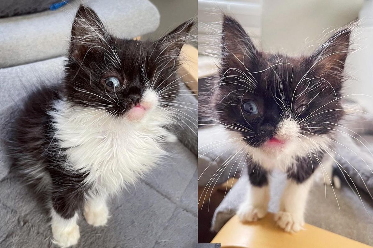 Kitten Runs Up Family's Driveway with a 'Wink' on Her Face and Asks to Be Let in