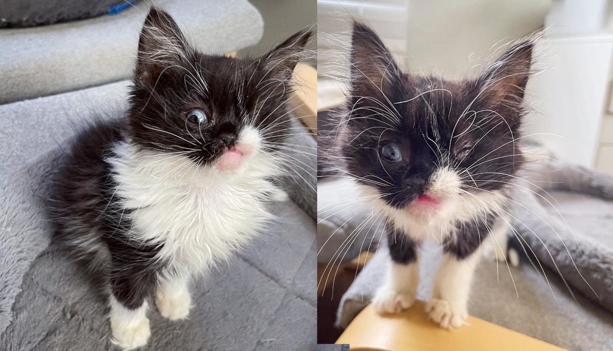 Kitten Runs Up Family's Driveway with a 'Wink' on Her Face and Asks to Be Let in