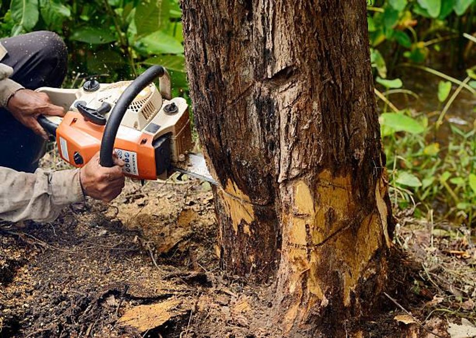 how tree removal can be necessary in taking care of the environment