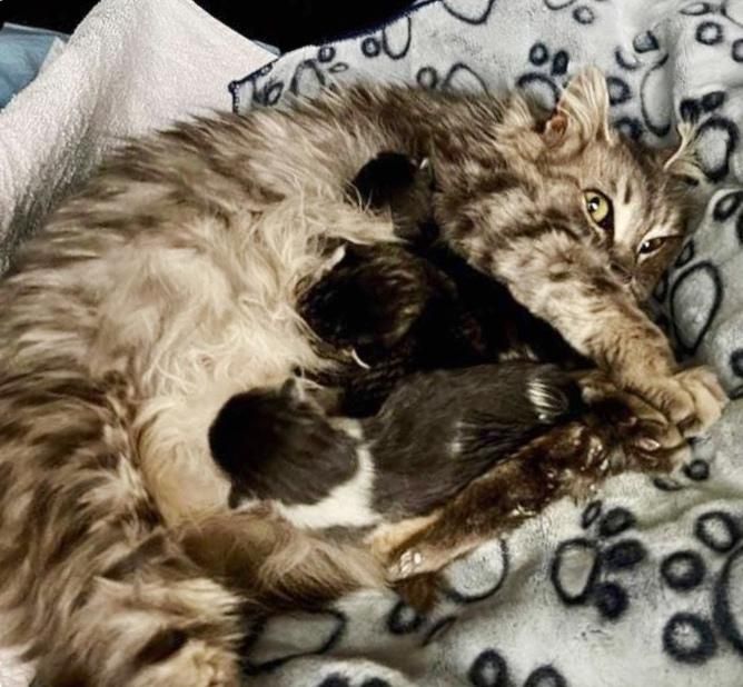 cat mom nursing kittens