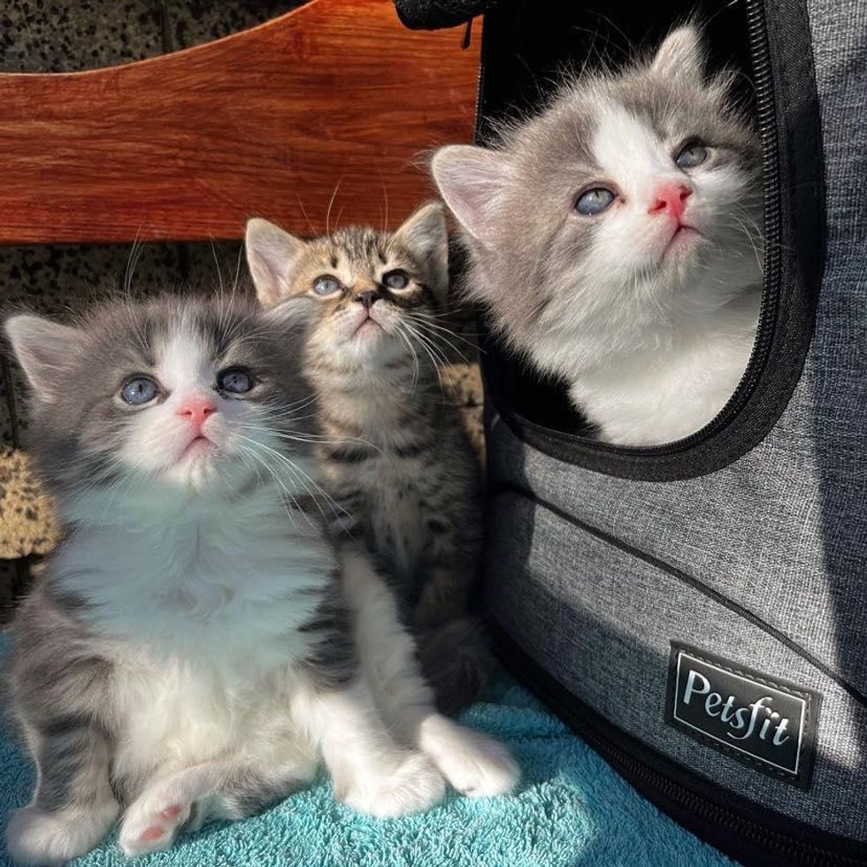 three kittens cute