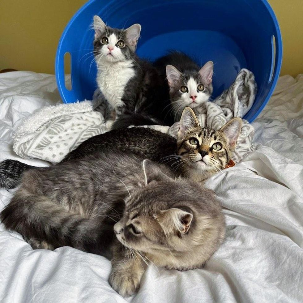 cat mom three kittens