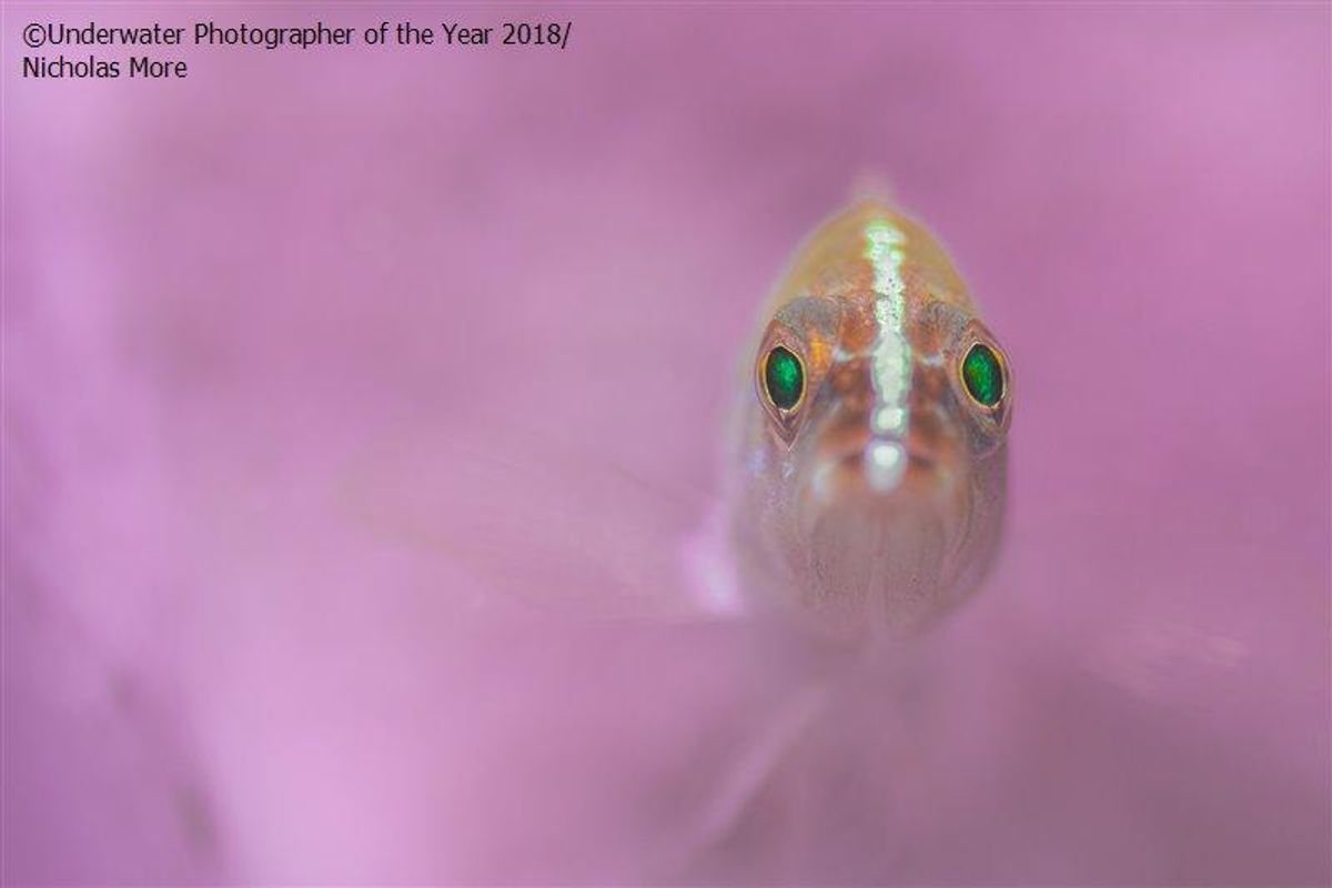 grouper, reefs, oceans, award winner