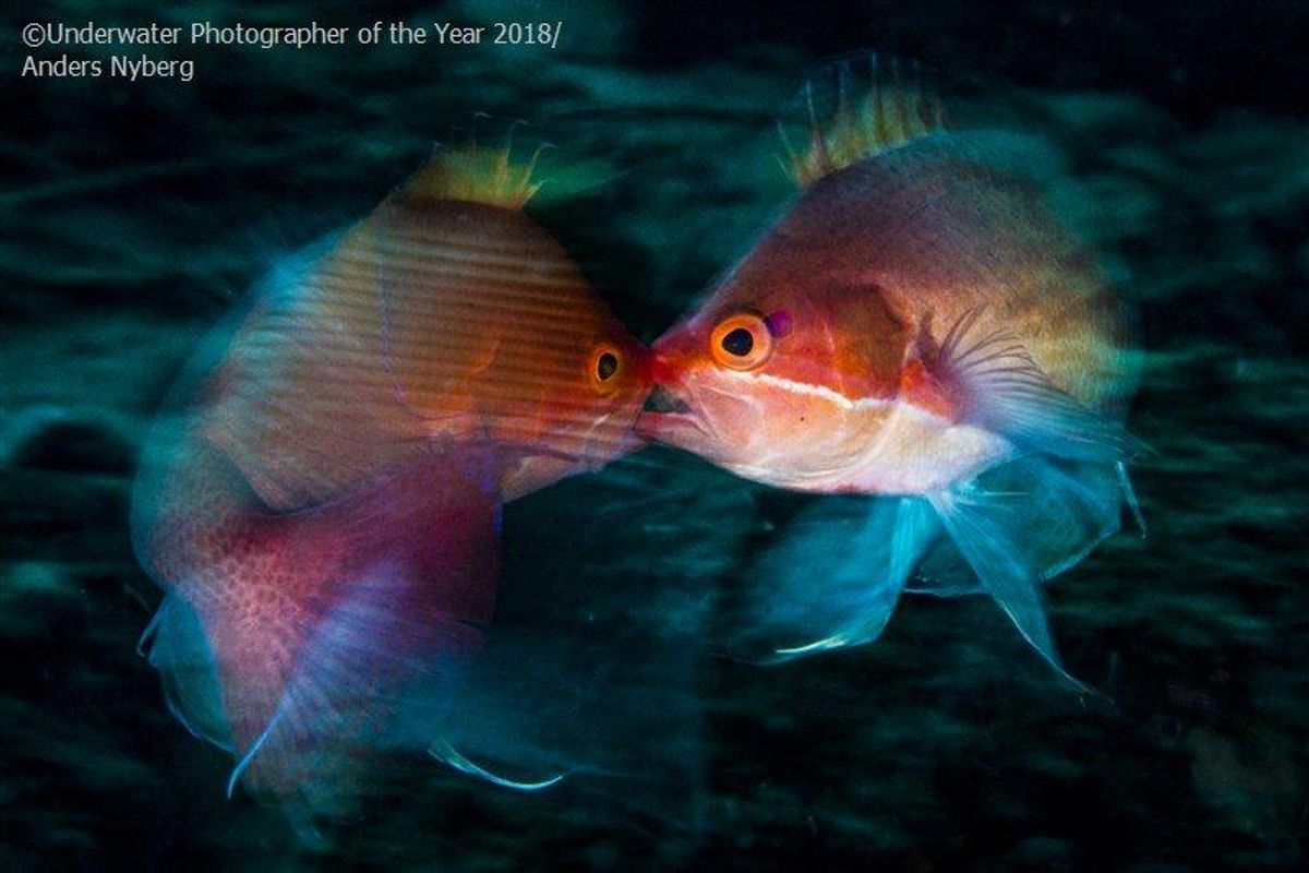 fish, underwater, award winner, nature
