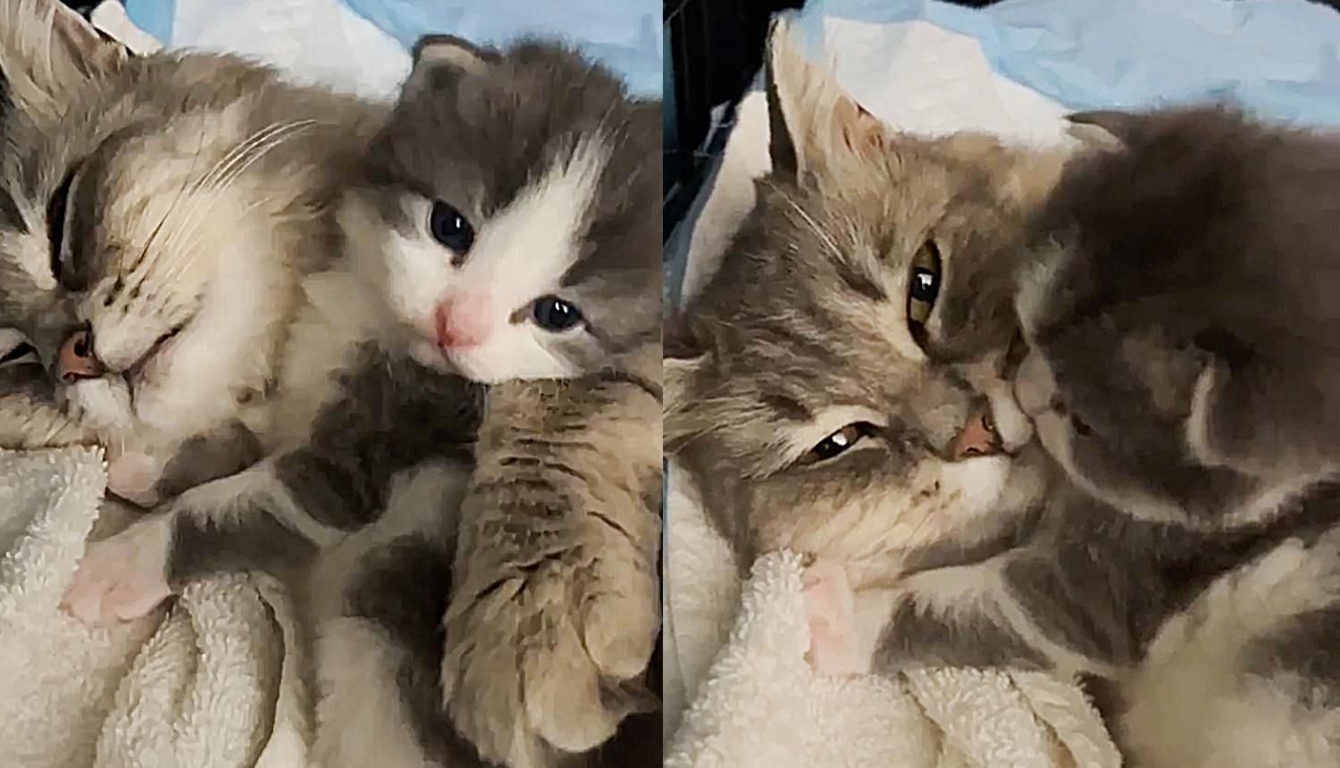 Cat Gets Herself into a Carrier Just Days Before She Has Her Kittens